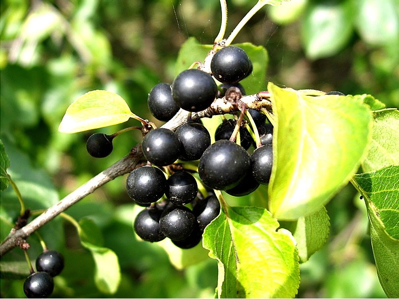 Acı Cehre Tohumu Acı Cehre Tohumu