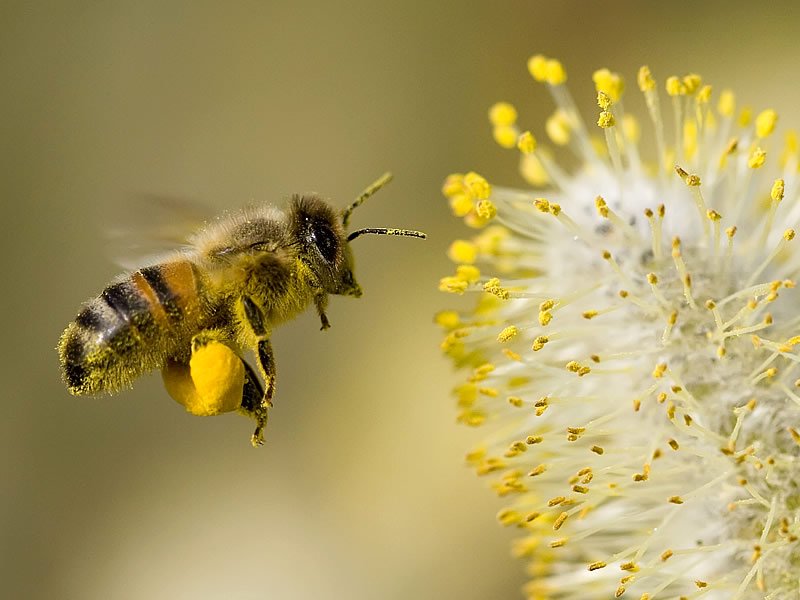 Arı Zehri Kanser Tedavisi