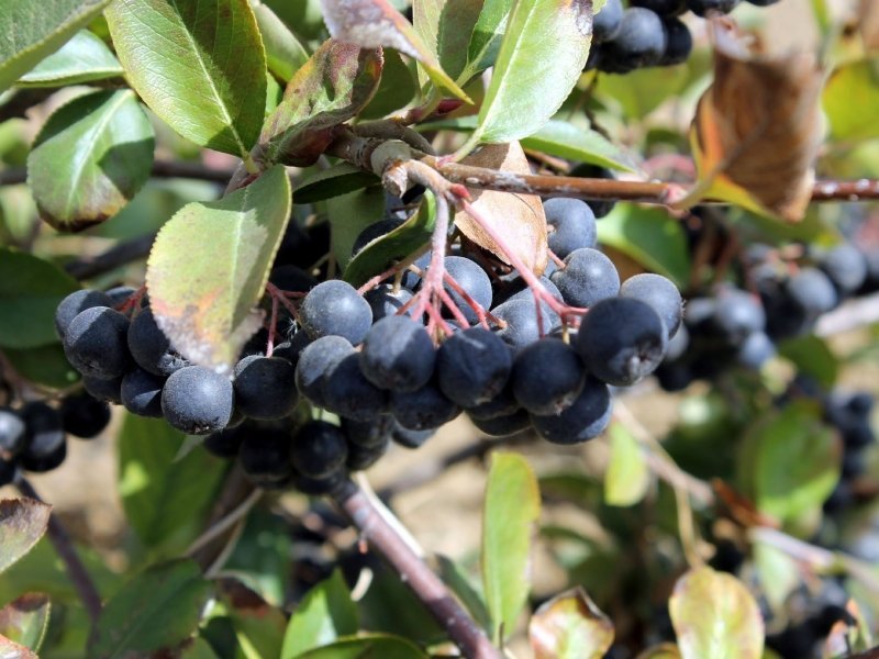 Aronya Meyvesi Kilo Verdirir mi? Aronia Meyvesinin Sağlığa Faydaları ve Zararları Aronya Meyvesi Kilo Verdirir mi? Aronia Meyvesinin Sağlığa Faydaları ve Zararları