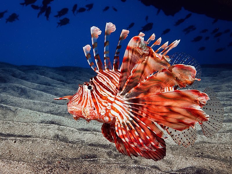 Aslan Balığı Zehirli mi?