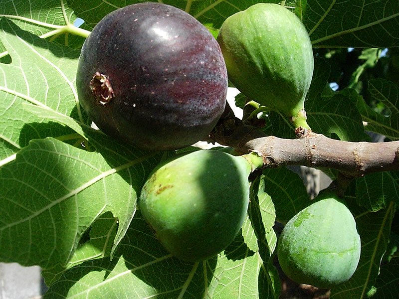Ballıdarı Meyvesi Nedir, Ne Demek? Ne İşe Yarar? Faydaları ve Zararları Nelerdir?
