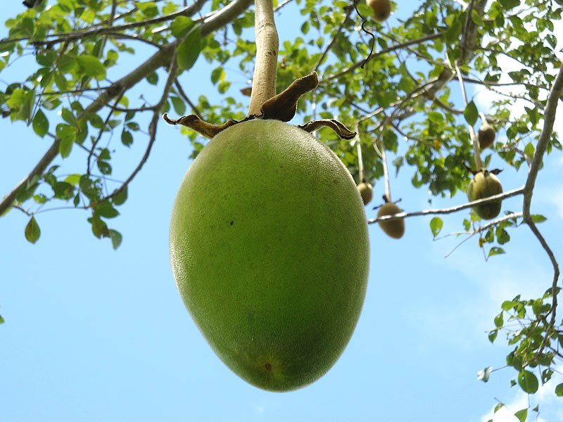 Baobab Yağı Nedir? Fiyatı Ne Kadar? Kullananlar ve Kullanıcı Yorumları