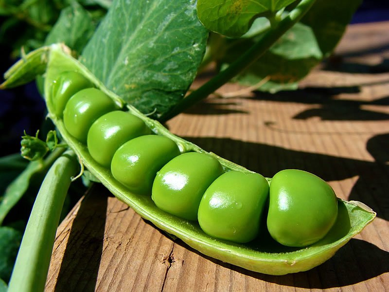 Bezelyenin Faydaları, Zararları, Vitaminleri, Kalorisi