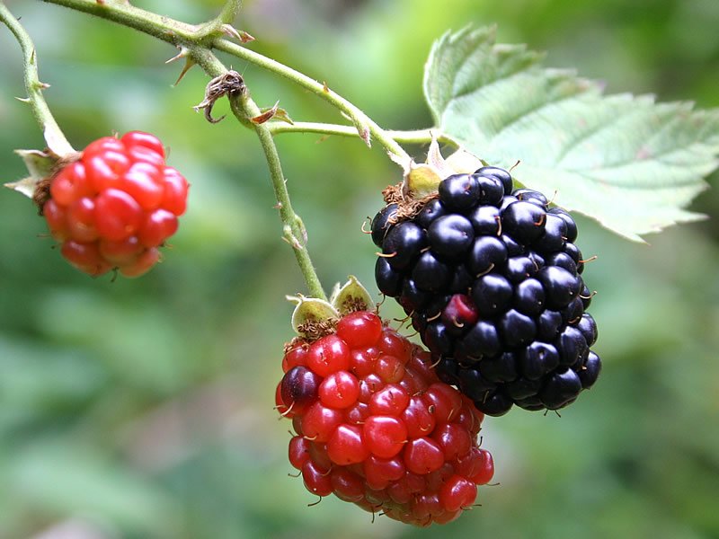 Böğürtlen Zayıflatırmı? Böğürtlen Vitaminleri, Faydaları ve Zararları