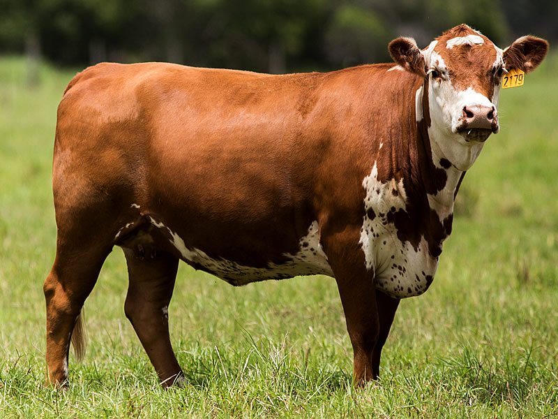 Bovine Ephemeral Fever Bovine Ephemeral Fever