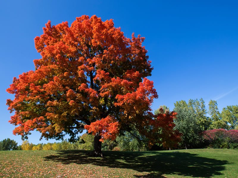 Çınar Pekmezi Çınar Pekmezi
