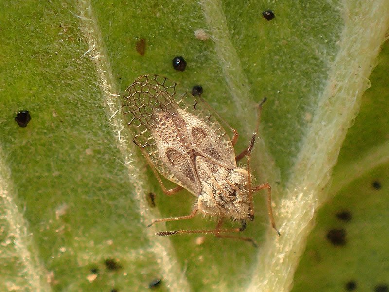 Dantel Böceği Zararları Dantel Böceği Zararları