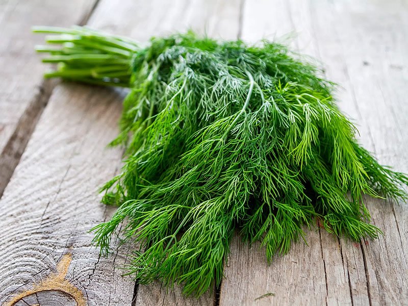 Dereotu nedir? Kaç kalori? Dereotundaki vitaminler, faydaları, zararları ve kullanımı Dereotu nedir? Kaç kalori? Dereotundaki vitaminler, faydaları, zararları ve kullanımı