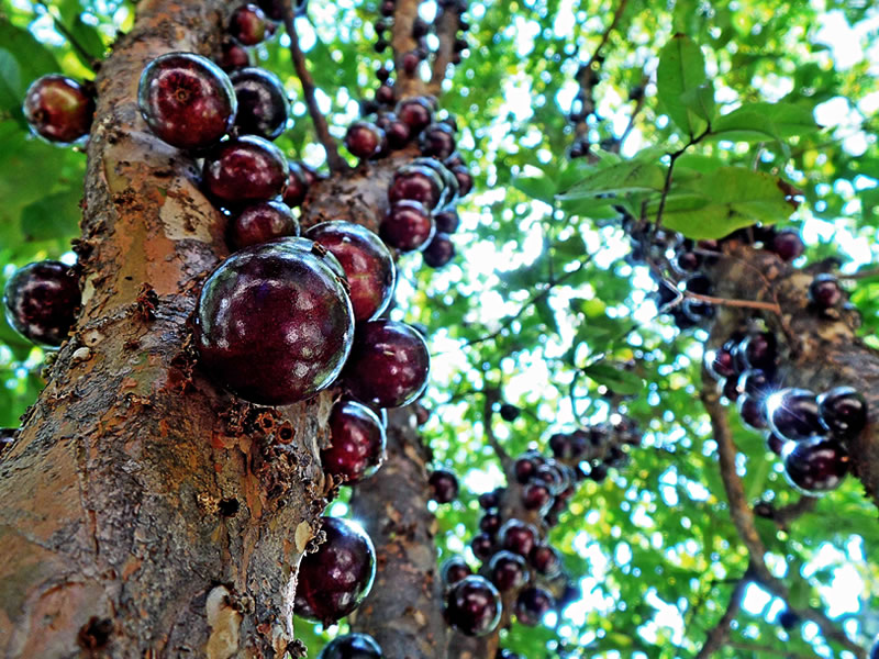 Jabuticaba Meyvesi Nerede Yetişir?