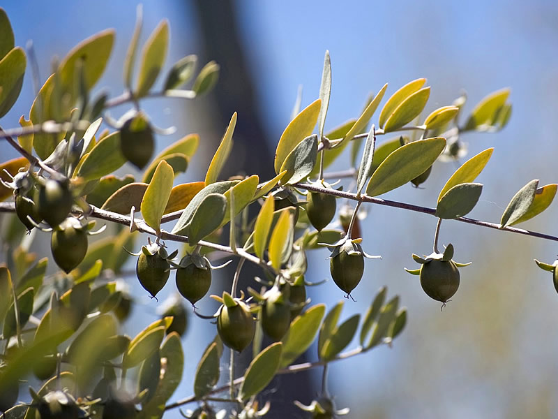Jojoba bitkisi tohumu nasıl yetiştirilir? Nerede yetişir? Fiyatı ve faydaları