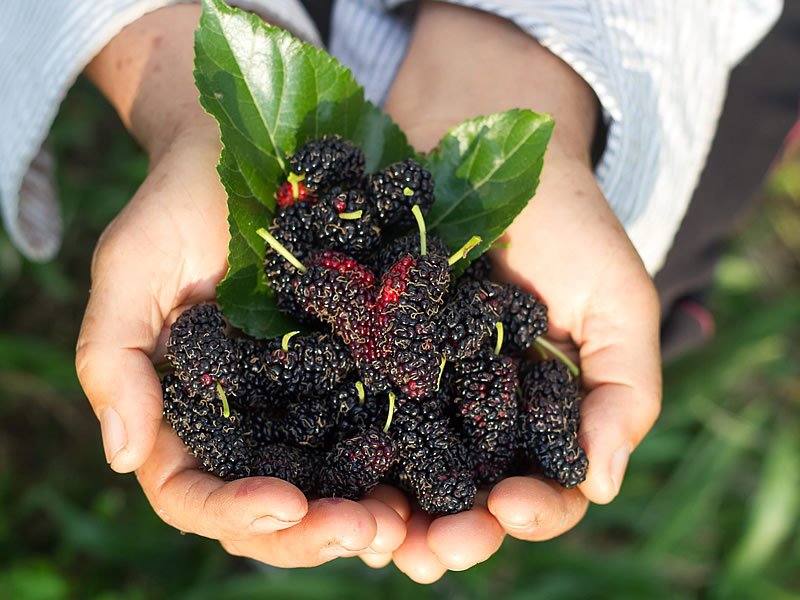 Karadut Suyu Nasıl Yapılır? Karadut Suyu Nasıl Yapılır?