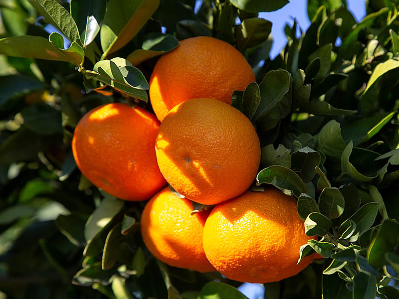 Mandalina Kilo Aldırır mı? Zayıflatır mı?