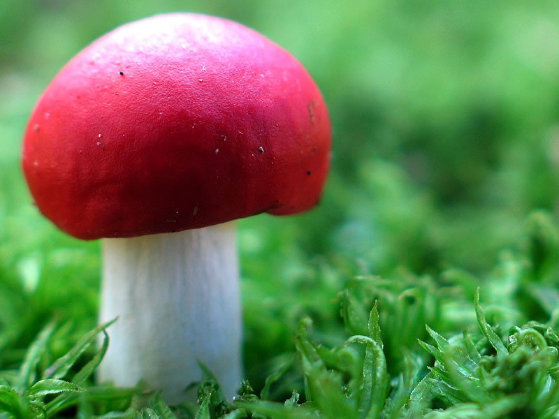 Mantar Zehirlenmesi Öldürür mü?