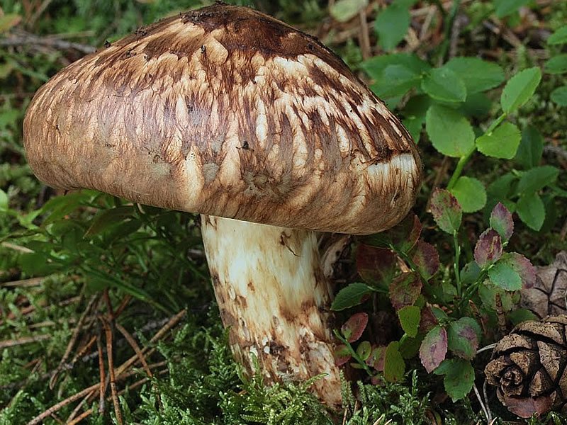 Matsutake Mantarının Nasıl Yetiştirilir? Matsutake Mantarının Nasıl Yetiştirilir?