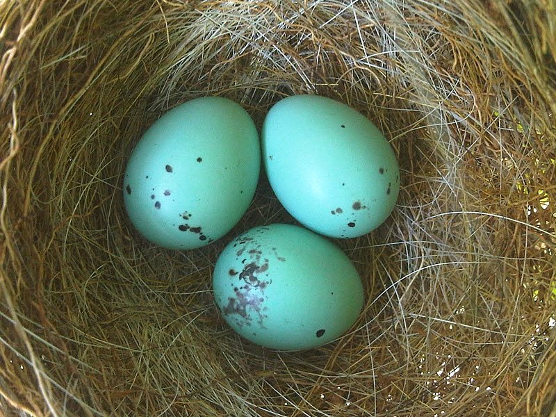 Mavi Yumurtanın Fiyatı