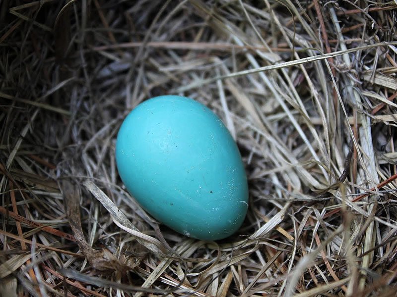 Mavi Yumurtanın Özellikleri