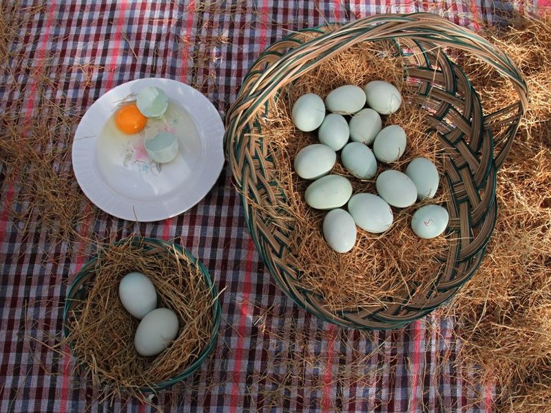 Mavi Yumurtanın Protein Değeri 