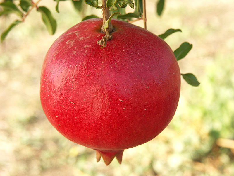 Nar Kabuğunun Çayı, Tozu ve Kurusunun Faydaları