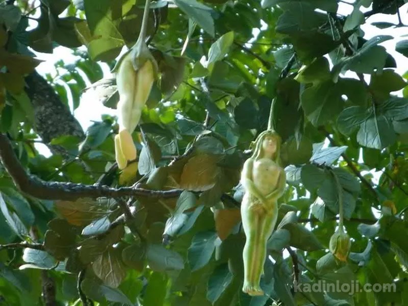 narilatha nareepol ağacı