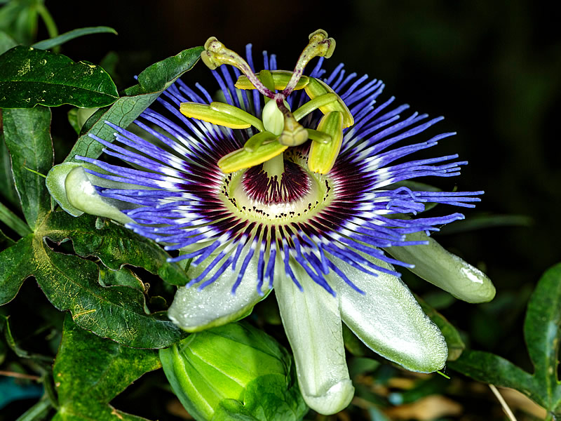 Passiflora Çayının Faydaları Nelerdir? Nasıl Yapılır?