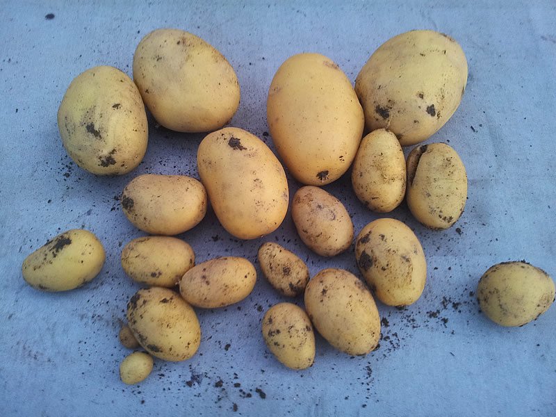 Patates Suyu Kilo Verdirir mi? Patates Suyu ile Zayıflama