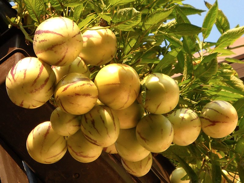 Pepino Meyvesi Neye Yarar? Pepino Meyvesi Neye Yarar?