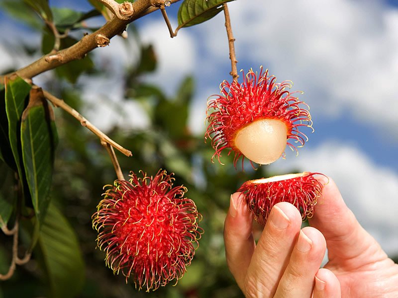 Rambutan Meyvesinin Faydaları Nelerdir? Türkiye'de Yetişir mi?