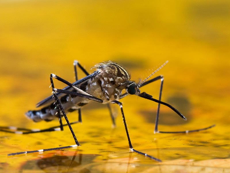 Sarı Humma Hastalığı