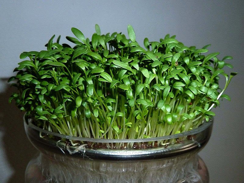Tere Tohumu Zayıflatırmı? Tere Tohumu Kürü Nasıl Yapılır? Faydaları ve Zararları
