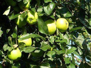 Acı Elma Yağı Nedir? Faydaları, Zararları, Kullanımı, Fiyatı
