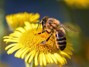 Arıların Faydaları Nelerdir? Arılar Olmasaydı Ne Olurdu?