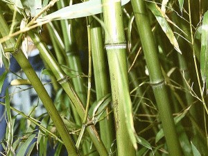 Bambu Bitkisi Özellikleri, Faydaları ve Bakımı