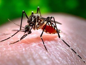 Dang Humması (Dengue Fever) Nedir? Dengi Hastalığı Neden Olur? Nasıl Geçer? Belirtileri, Nedenleri, Tedavisi