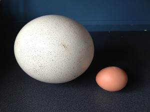 Deve Kuşu Yumurtası Faydaları, Fiyatı ve Özellikleri