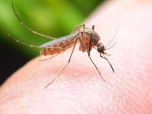 Doğal Sivrisinek İlacı Nedir? Sivrisinek Kovucu Bitkiler Nelerdir?