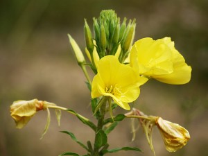 Eber Sarısı Çiçeği Nedir? Yararları Nelerdir?