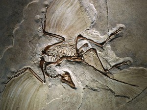 Fosillerin Oluşumu, Faydaları ve Özellikleri