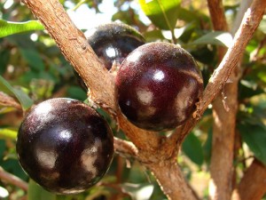 Jabuticaba Meyvesi Nedir? Nerede Yetişir? Faydaları ve Fiyatı