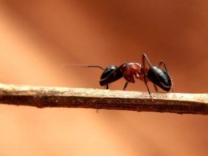 Karınca Isırması Nasıl Anlaşılır? Tedavisi Nasıl Yapılır?