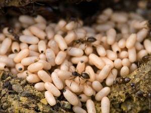 Karınca Yumurtası Yağı Ne İşe Yarar?