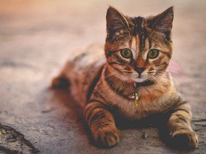 Kedi Tüyü Alerjisi Geçer mi? Ne İyi Gelir?