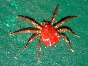 Kırmızı Örümcek Nedir? Neden Olur? Nasıl Yok Edilir? Doğal Mücadele Nasıl Yapılır?