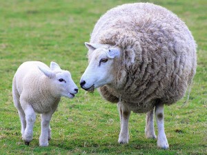Koyunlarda Mavi Dil Hastalığı Nedir? Belirtileri Nelerdir? İnsanlara Bulaşır mı?