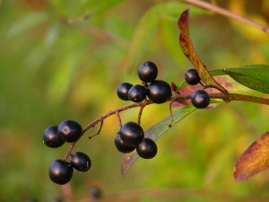 Maku Berry Bitkisi Nedir? Maqui Berry Faydaları, Kullanımı ve Fiyatı