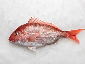 Mercan Balığı Faydaları Nelerdir? Nasıl Pişirilir? Lezzetli mi? Kilosu ve Fiyatı