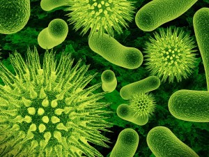 Mikroskobik Canlıların Özellikleri, Yararları ve Zararları