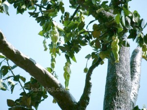 Narilatha Nedir? Nareepol Bitkisi (Ağacı) Gerçek mi?