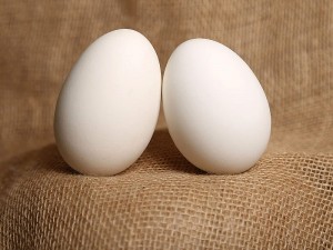 Ördek Yumurtası Faydaları Nelerdir? Yenir mi? Besin Değeri, Zararları ve Fiyatı