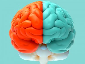 Sağ Beyin Özellikleri Nelerdir? Ne İşe Yarar? Hangi Meslekleri Yaparlar?