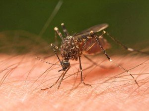 Sivrisinek Isırığına Ne İyi Gelir? Sivrisinek Isırığı Kaşıntısı ve Şişliği Nasıl Geçer?
